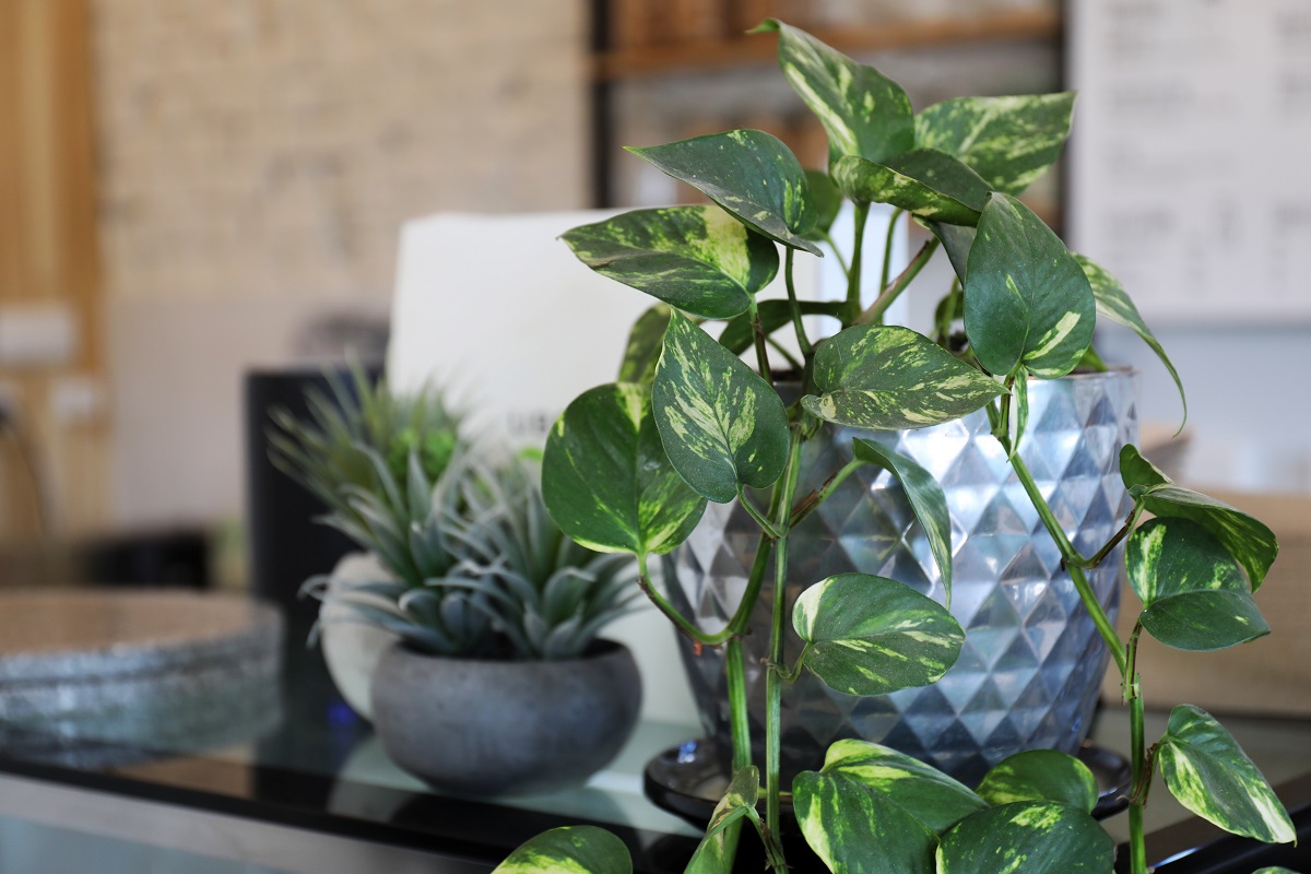 Indoor Plants Glory Bowls Masterplanners